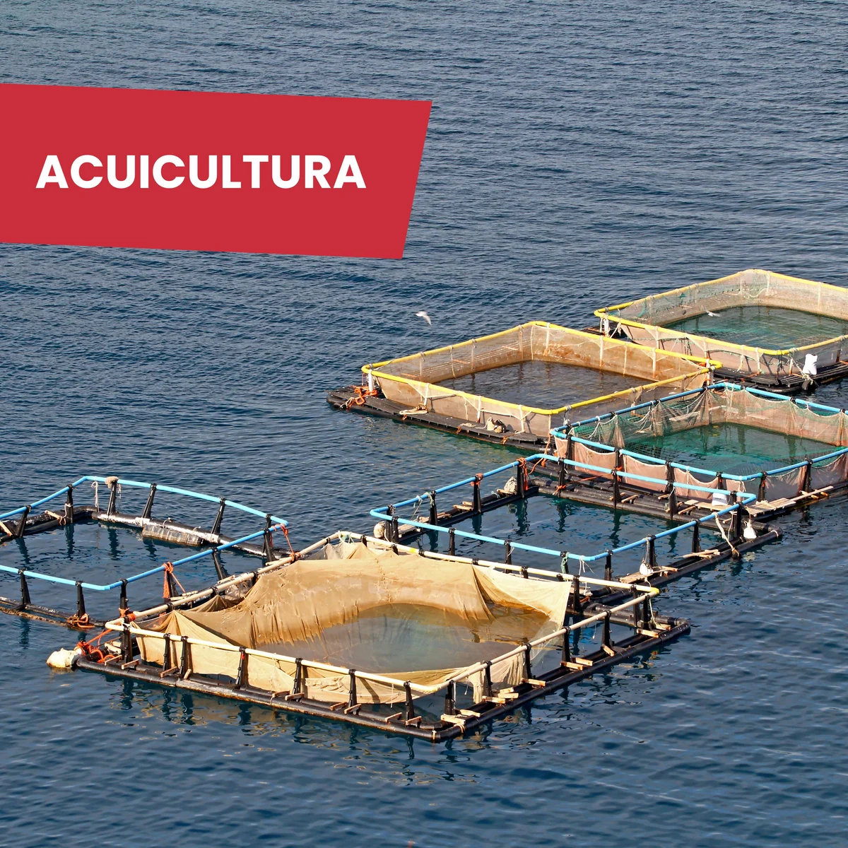 Workmed · Acuicultura